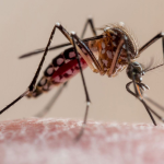 Burkina Faso / Fighting malaria: West Africa explores the technologies of the future