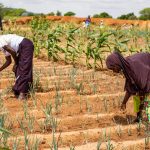 Senegal: Launch of a large-scale volunteer program focused on agriculture and youth employability
