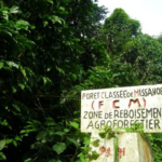 Togo launches ambitious green rebirth with missahohé forest restoration plan
