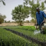 AES: Bamako soon to be at the heart of Sahelian food sovereignty