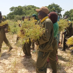 Burkina Faso: young people at the heart of rebuilding through land and local production