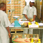 Mali: Strengthening economic sovereignty through the three pillars of Malian production, processing and consumption