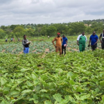 Cereal production in Burkina Faso: A pillar of sovereignty and stability