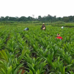 Cameroon: The Agricultural emergency plan, a response to the food crisis