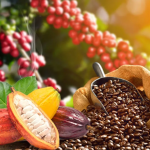 Ghana aims to raise $600 million for underutilized tree crops