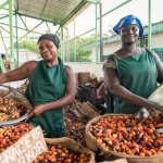 Ghana turns to China to bridge palm oil deficit and build local industry