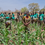 Burkina Faso: Agricultural VDPs, the new vanguard of productive sovereignty