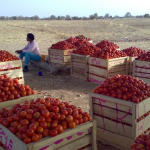 Burkina Faso’s tomato export ban: A strategic move for economic sovereignty