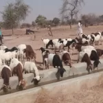 Burkina Faso: Millions of animals treated as the livestock sector gets a fresh start