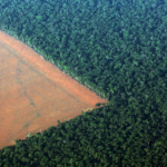 Africa: The global decline in deforestation by 2025: the need for a strategic shift in Africa