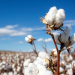 BOAD approves 50 billion FCFA to boost Burkina Faso’s cotton sector