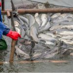 Burkina Faso: The Progressive People’s Revolution and the rise of aquaculture