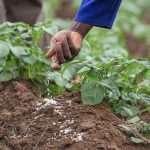 Mali / Food security: The government tightens control over its fertiliser supply