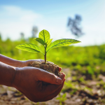 Togo: The government is stepping up national efforts to ensure the success of the 2026 reforestation campaign