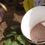 Burkina Faso: The government is stepping up its agricultural strategy in response to the global rise in fertiliser prices