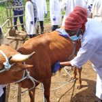 Burkina Faso: The veterinary sector enters a new legislative era