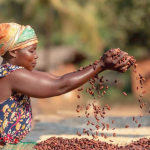Africa: The emergence of cocoa substitutes is accelerating the need to industrialise the sector