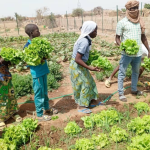 Burkina Faso: Captain Ibrahim Traoré makes agriculture the cornerstone of national sovereignty