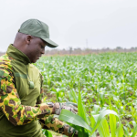 Burkina Faso: President Ibrahim Traoré’s strategy is propelling the country towards food self-sufficiency