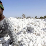 Burkina Faso/ The cotton sector bounces back with 6.7% production growth