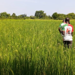 Burkina Faso: Record harvests – Captain Ibrahim Traoré’s vision for agriculture is transforming the countryside